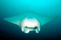 "Dive Bomber", this photo was taken in Fiji, this year, w... by Leif Skaar 
